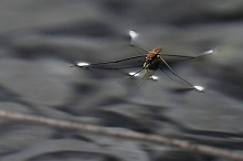 Gerride _ Aquarius paludum